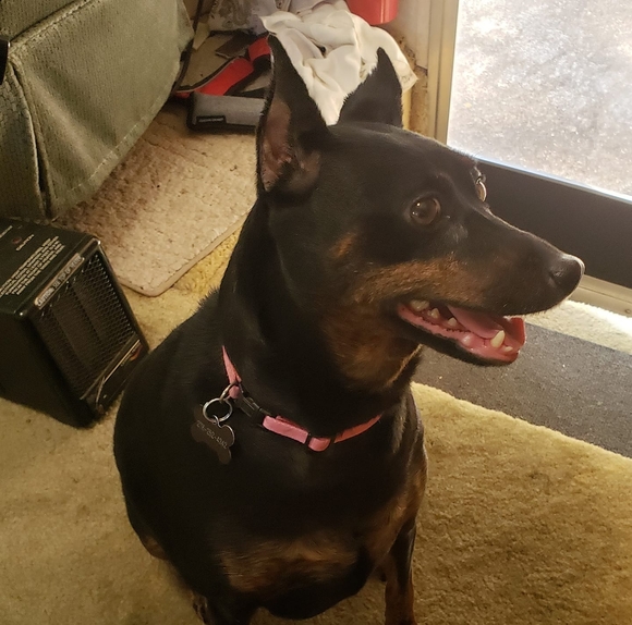 belladonnapick